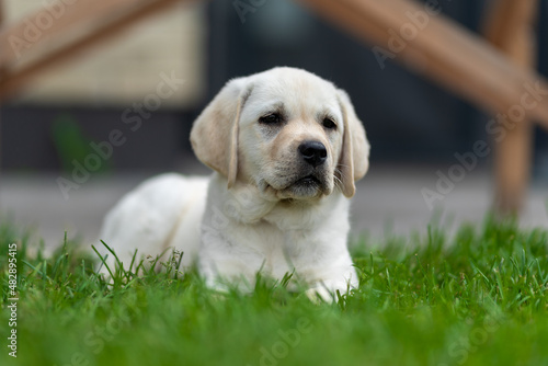  a small labrador retriever puppy 2 months old lies on the lawn grass and looks somewhere ahead