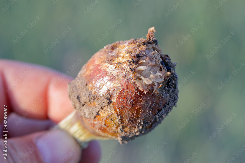 Onion damaged by Delia antiqua, commonly known as the onion fly, is a cosmopolitan pest of crops. The larvae or maggots feed on onions, garlic, and other bulbous plants. Onion damaged by Delia antiqua, commonly known as the onion fly, is a cosmopolitan pest of crops. The larvae or maggots feed on onions, garlic, and other bulbous plants.