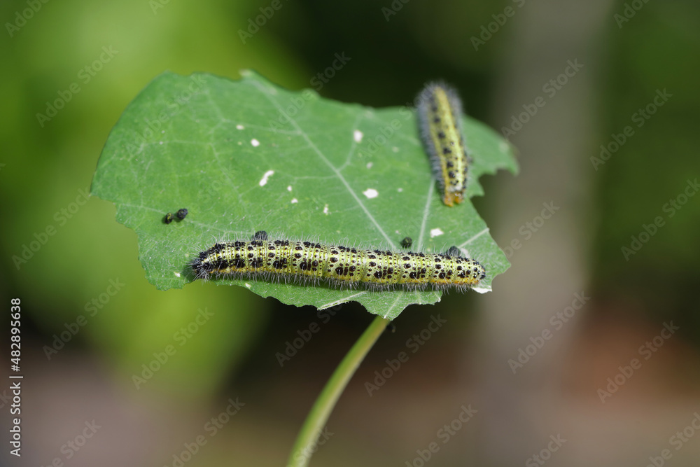 Side view of a caterpillar, cabbage white butterfly, Pieris brassicae, on a leaf of nasturtium.