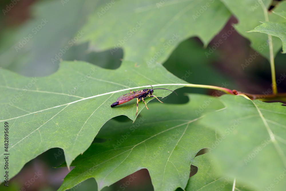 Hymenoptera of the family Ichneumonidae on a red oak leaf. These are