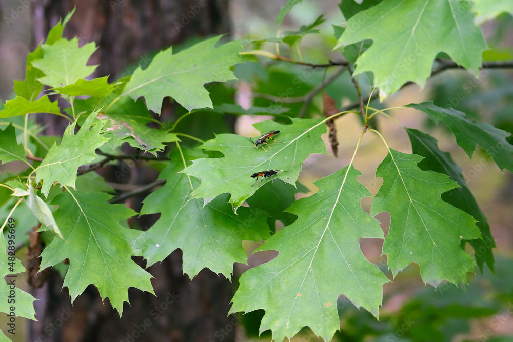 Hymenoptera of the family Ichneumonidae on a red oak leaf. These are known parasitoids of plant pests. Hymenoptera of the family Ichneumonidae on a red oak leaf. These are known parasitoids of plant pests.