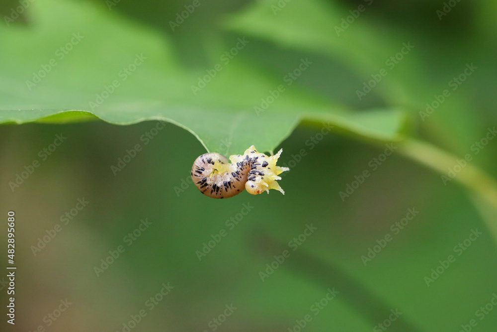 Spotted sawfly larvae feeding on a red oak bush leaf. Spotted sawfly larvae feeding on a red oak bush leaf.