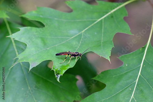 Hymenoptera of the family Ichneumonidae on a red oak leaf. These are known parasitoids of plant pests. photo