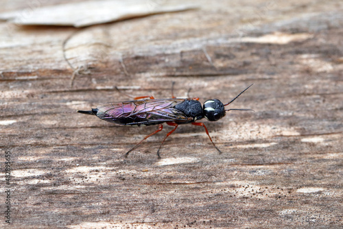 A female of the Black Necked Wood Wasp on a wood log (Xiphydria camelus, Family Xiphydriidae).