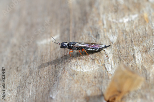 A female of the Black Necked Wood Wasp on a wood log (Xiphydria camelus, Family Xiphydriidae). © Tomasz