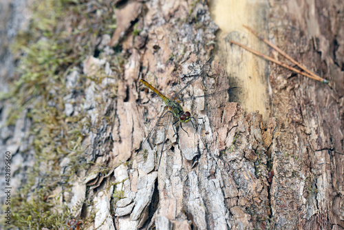 A dragonfly on the bark of a tree.