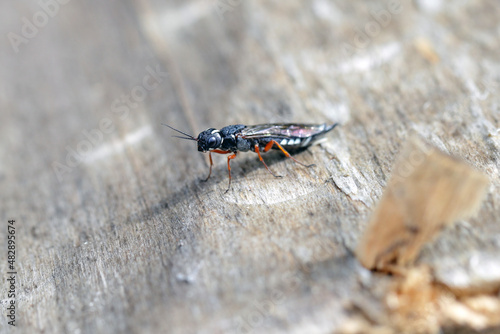 A female of the Black Necked Wood Wasp on a wood log (Xiphydria camelus, Family Xiphydriidae). photo