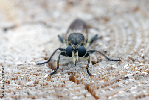 A yellow robberfly, Laphria flava, on a wooden background.