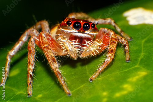 Jumping spider sitting on green leaf