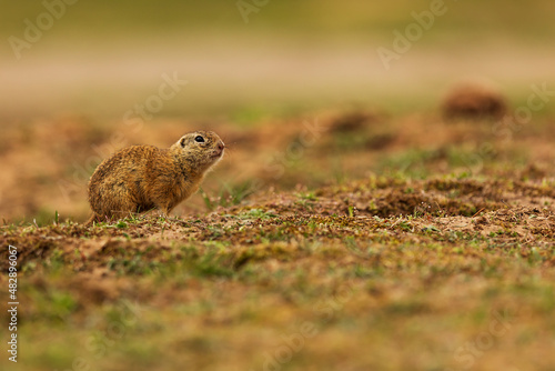 European ground squirrel (Spermophilus citellus) sitting on the plain near his lair