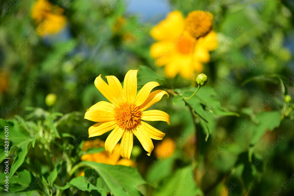 Beautiful flowers in the garden Blooming in the summer. Beautiful flowers in the garden Blooming in the summer.