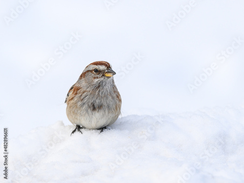American Tree Sparrow Sitting on Snow in Winter