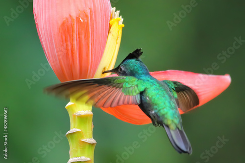 Antillean crested hummingbird feeding from banana flower, Grenada island, Grenada