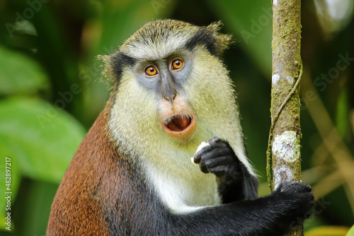 Photography Mona monkey eating in a tree, Grand Etang National Park, Grenada.