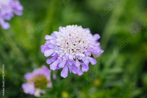 Beautiful flowers of different colors. Plants for sale at a nursery. spring colors 