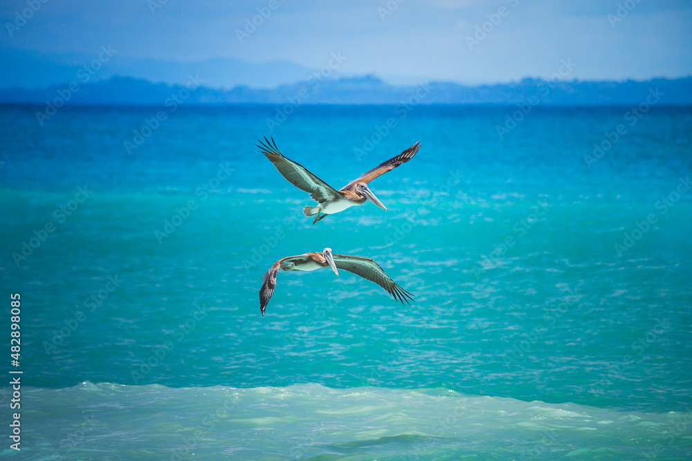 
Brown pelican or pelecanus occidentalis hunting in the waters of the Pacific Ocean in Costa Rica