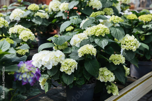 Many white hydrangeas in pots. Plants for sale at a nursery 