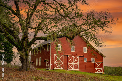 A red barn and a large oak tree at sunrise on a farm in the Willamette Valley near Bellfountain Oregon