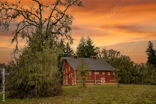 A red barn and a large oak tree at sunrise on a farm in the Willamette Valley near Bellfountain Oregon