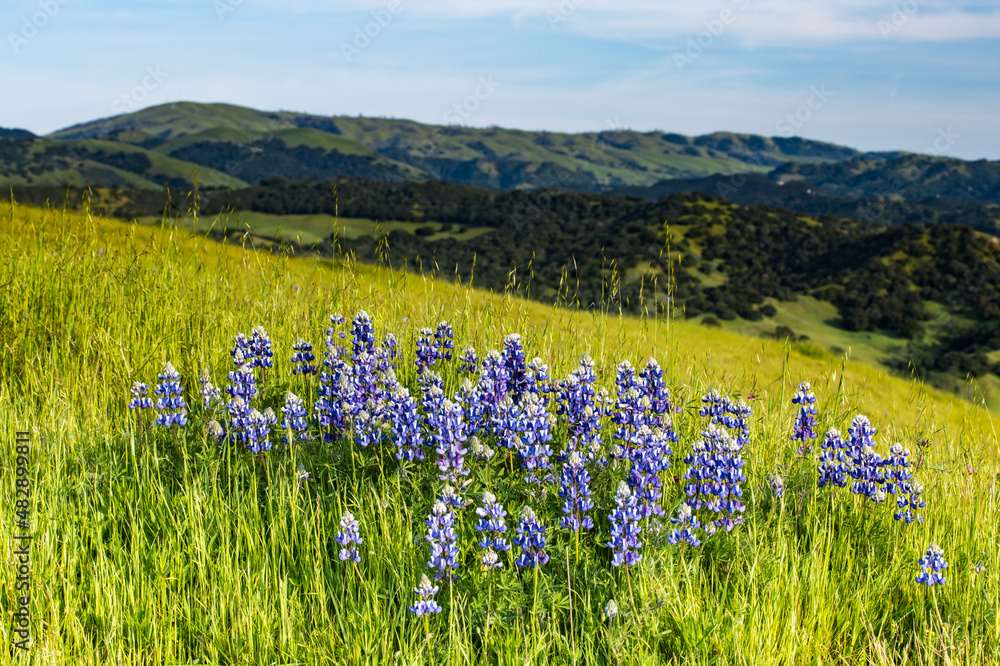 Blue lupine wildflowers in a grassy meadow in spring near Monterey, California