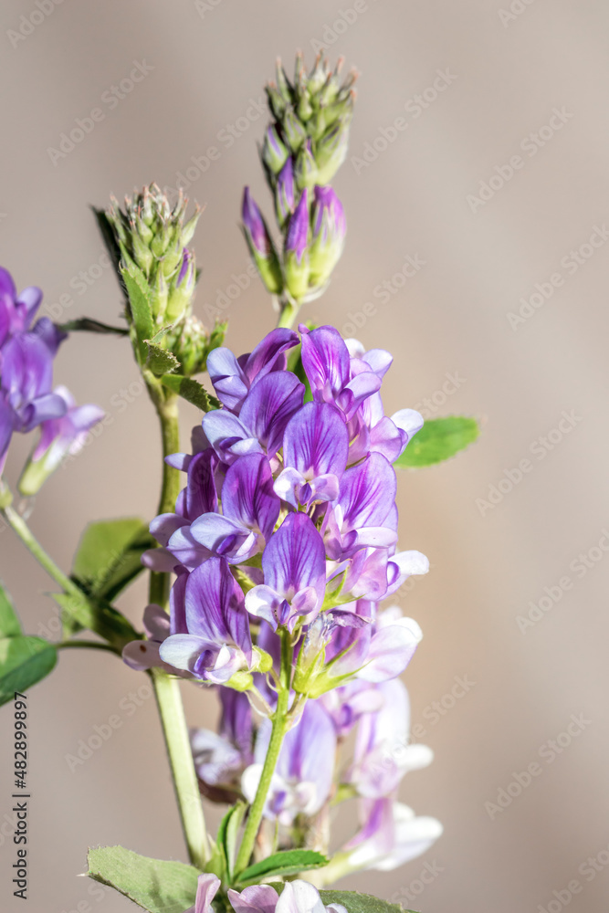 Fototapeta premium (Medicago Sativa) Purple Alfalfa flowers during spring, Cape Town, South Africa