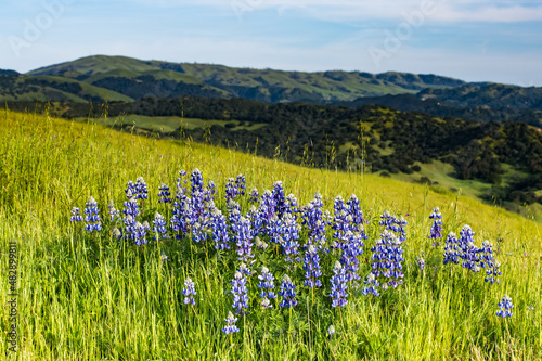 Blue lupine wildflowers in a grassy meadow in spring near Monterey, California