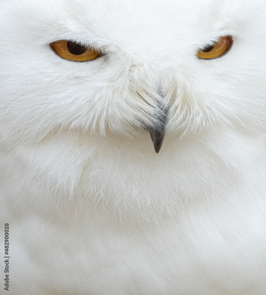 Obraz premium Close up shot of a male snowy owl (Bubo scandiacus). Fierce bird of prey with beautiful white plumage.