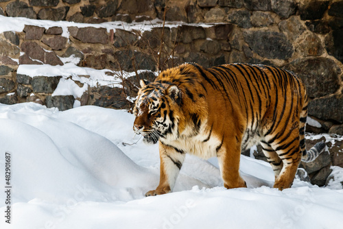 beautiful panthera tigris on a snowy road