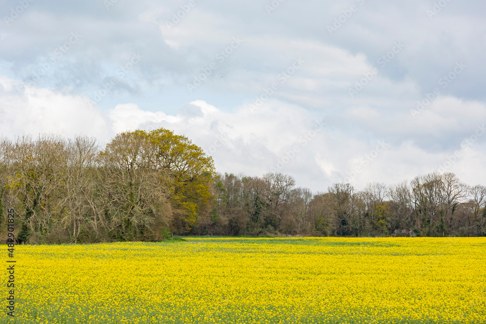 Sunny view of the Brassica napus blossom Sunny view of the Brassica napus blossom