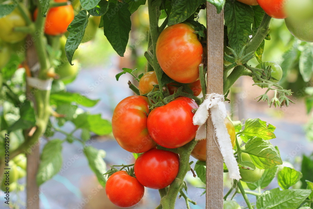 Big red tomatoes growing in a greenhouse ready to pick