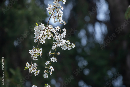 Blooming spring background.