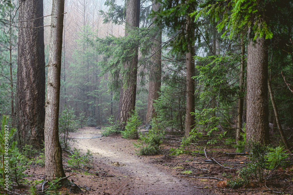 Foggy day in the forest in The Netherlands, Speulderbos Veluwe. Foggy day in the forest in The Netherlands, Speulderbos Veluwe.