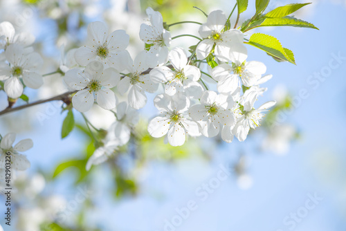 Blooming spring background.