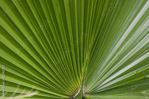 Close-up of a bright green leaf of a palm tree under the bright tropical sun. A leaf of a palm tree that looks like a folded sheet of paper
