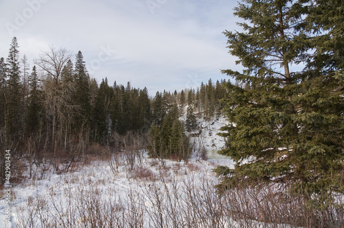 Whitemud Park on a Cloudy Winter Day