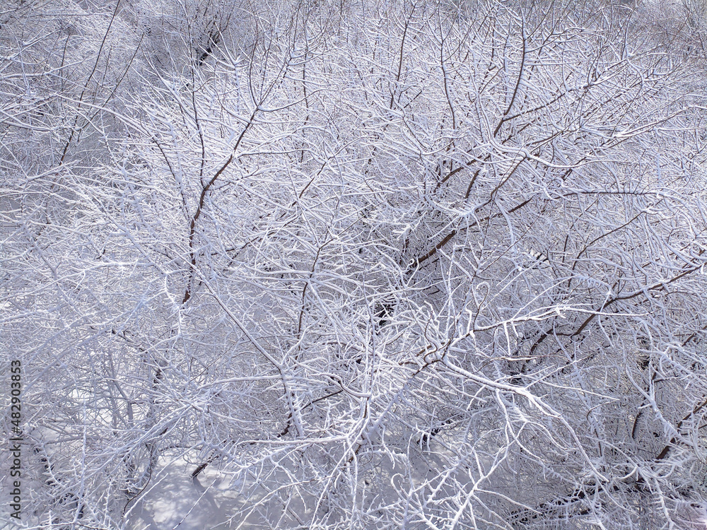 Trees after a snowfall. Trees covered with snow in the forest. Beautiful winter landscape. Trees after a snowfall. Trees covered with snow in the forest. Beautiful winter landscape.