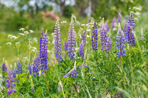 lupins among the green grass