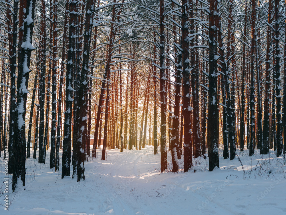 Fototapeta premium Winter forest, sunny landscape background