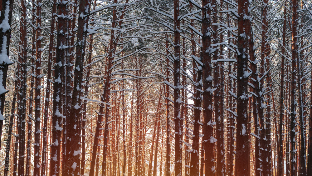 Winter forest, sunny landscape background Winter forest, sunny landscape background