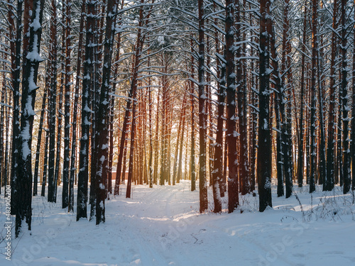 Winter forest, sunny landscape background