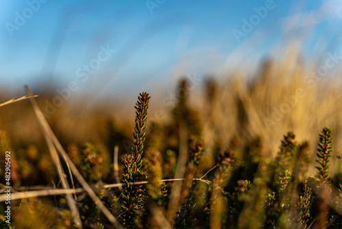 green heather plant in national park thy denmark in winter