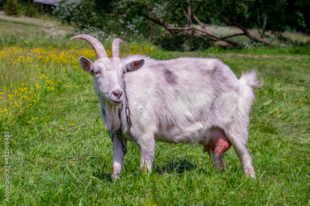 Goat full size. A domestic goat on a chain. Grazing in the meadow. Goat full size. A domestic goat on a chain. Grazing in the meadow.