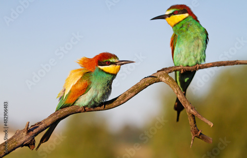 spring birds on a dry branch