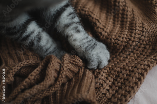 Fluffy cat paws on a warm knitted sweater. Cozy home atmosphere