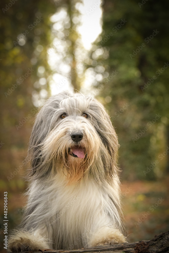 Bearded collie is sitting in the forest. It is autumn portret. Bearded collie is sitting in the forest. It is autumn portret.