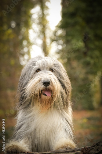 Bearded collie is sitting in the forest. It is autumn portret. © doda