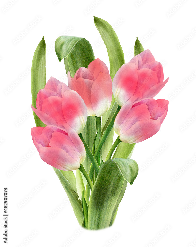 Tulip flower bouquet. Watercolor spring floral illustration. Easter, valentine day card, wedding invitation