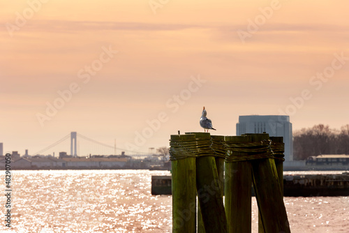 ny harbor with cawing gull and verrazano bridge at dawn photo