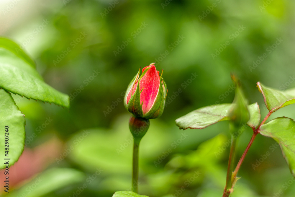 A red rose bud on a green blurred background A red rose bud on a green blurred background