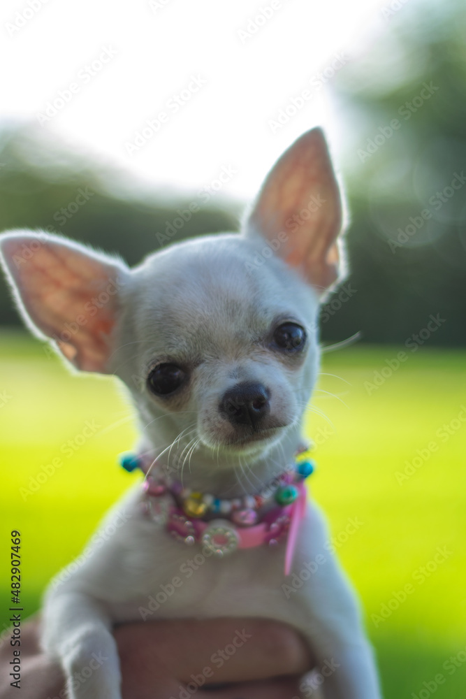 Chihuahua cachorro mirando a cámara con collar muy bonito. 